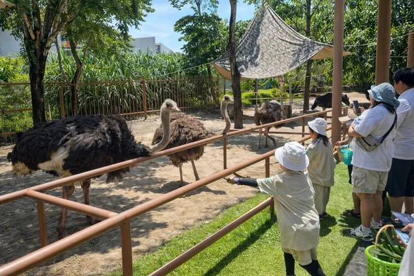 남호이안-빈원더스-사파리-타조